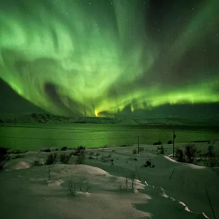 Lovely Amidst Bustling Wildlife *