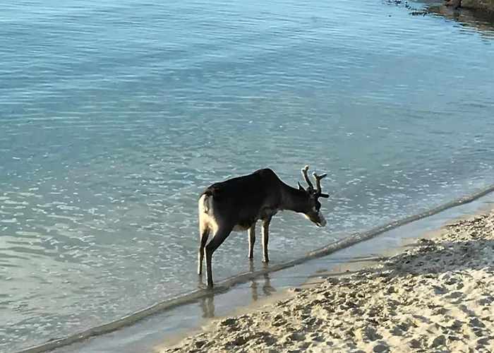 Дом отдыха Lovely Amidst Bustling Wildlife Vannareid